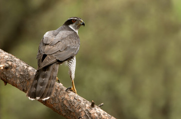 Fototapeta premium Adult male of Northern goshawk, Accipiter gentilis