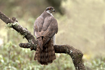 Adult female of Northern goshawk, Accipiter gentilis