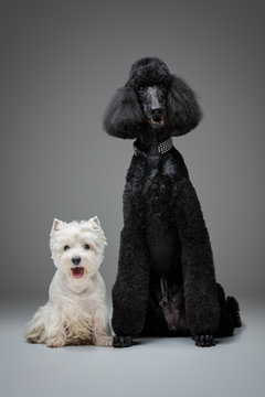 beautiful black poodle and westie dogs on grey background