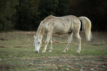 Naklejka na ściany i meble horse white in the meadow dark background nature