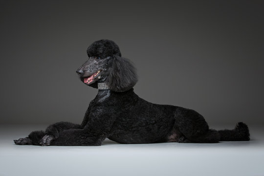 beautiful black poodle on grey background