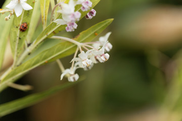The milkweed Gomphocarpus fruticosus