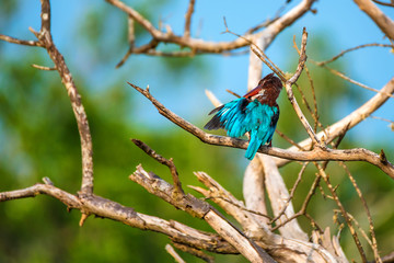 White-throated kingfisher or Halcyon smyrnensis