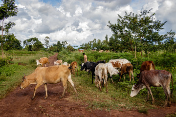 Obraz premium A farmer letting his group of cows graze everywhere in the area nearby Mbale in Uganda.