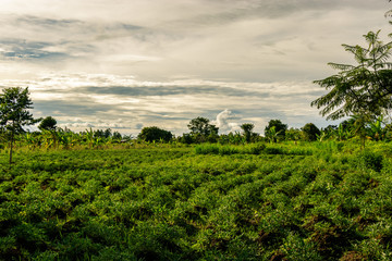 Fototapeta na wymiar Beautiful Uganda landscape nearby Mbale. During the rainy season everything is extremely green and all the other colors are also very intensive. The clouds are also very impressive 
