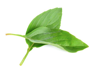 Basil leaf on white background