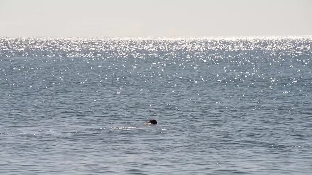 sub perlustra il fondale con maschera e si immerge