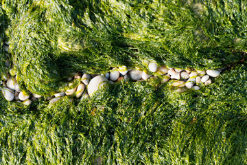 Green algae and white pebbles
