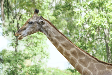 Portrait of a giraffe with long neck and funny head helps the animal find food on the tall branches to help them survive in the natural world.