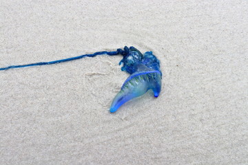 Blue bottle jellyfish washed up on the beach, South of Sydney