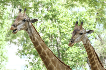 Portrait of two happy retirees together with long neck and funny head helps the animal find food on the tall branches to survive in the natural world.