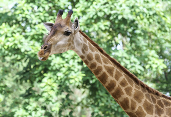 Portrait of a giraffe with long neck and funny head helps the animal find food on the tall branches to help them survive in the natural world.