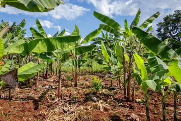 Banana Plantation in Uganda - The Pearl of Africa. These plantations are in the surrounding villages around Mbale nearby Mount Elgon
