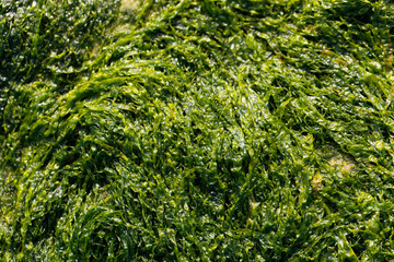 Sea lettuce (Ulva lactuca)