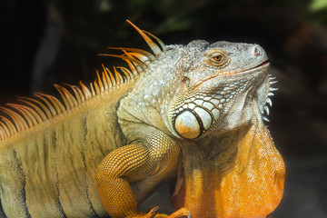 Giant iguana portrait is resting in the zoo. This is the residual dinosaur reptile that needs to be preserved in the natural world