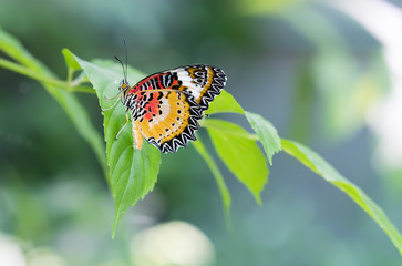 Colorful butterfly parked on the flower stalk in the sunny morning in the garden