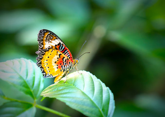 Colorful butterfly parked on the flower stalk in the sunny morning in the garden
