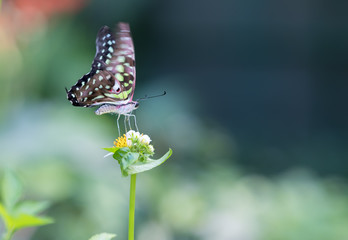 Colorful butterfly parked on the flower stalk in the sunny morning in the garden