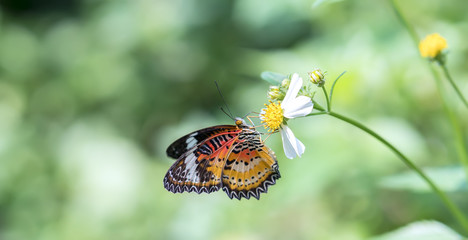 Colorful butterfly parked on the flower stalk in the sunny morning in the garden