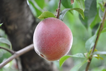 Peach