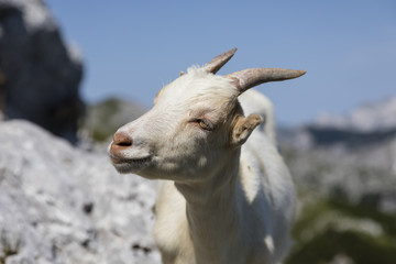 Fototapeta premium Closeup of a young goat head in the alps of Slovenia