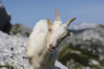 Young goat curiously looks into the camera, Alps of Slovenia