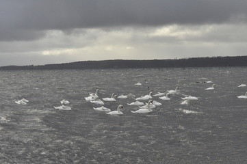 Swans in stormy weather 2