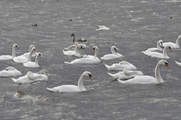 Swans in stormy weather
