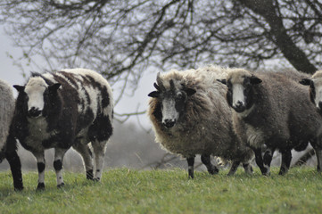 Fototapeta premium Jacobsheep in rain