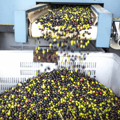 olive trasportate nel frantoio