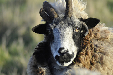 Jacobsheep  ram looking
