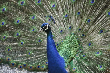 Obraz premium Peacock moving