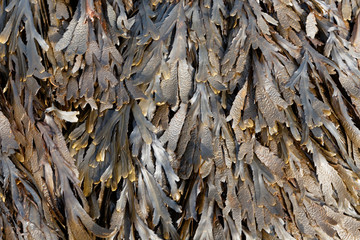 The brown algae toothed wrack (Fucus serratus)