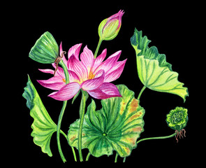 Pink lotus with leaves, buds and seeds, watercolor painting, isolated on a black background with a clipping path.