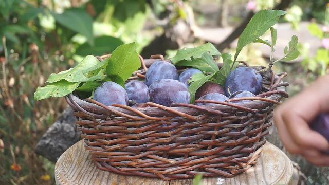 Basket with plums. Blue plums poured into the basket. Harvesting of plums.
