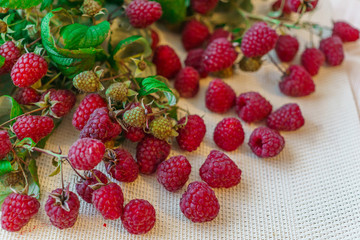 Spilled Berries of red raspberries together with leaves on the table.