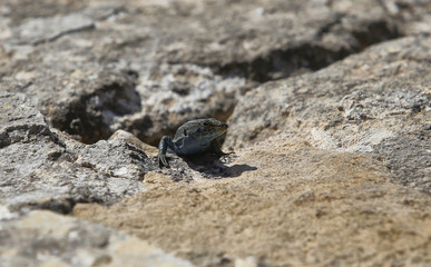 Lilford's wall lizard (Podarcis lilfordi ). Species is endemic to the Balearic Islands, Spain.