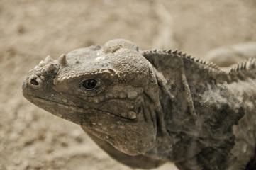 Iguana adulta