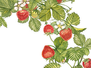 Horizontal banners with ripe red berry strawberry on white background. Design for packaging, natural cosmetics, health care products. With place for text.
