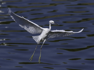 Little Egret Landing on Water