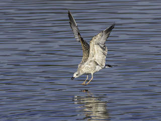 Juvenile Yellow-legged Gull Landing 