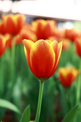 Fototapeta premium Tulip 