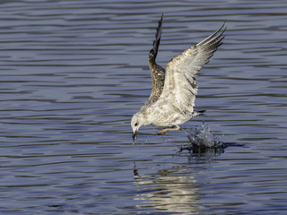 Juvenile Yellow-legged Gull Catching a Fish