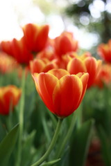 Fototapeta premium Tulip 
