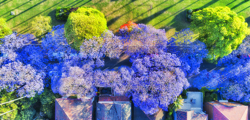 D Jacaranda Kirrib Top Down