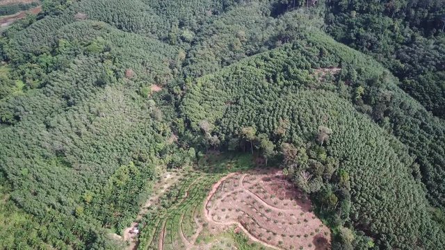 Deforestation. Aerial footage of oil palm plantations and rainforest. 