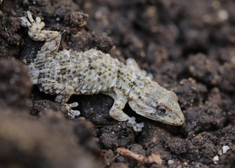 Tarentola mauritanica is a species of gecko (Gekkonidae) native to the western Mediterranean area of Northwestern Africa and Europe and widely introduced to America and Asia. 