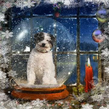 Tibetan Terrier Poodle Cross in a Christmas Golbe 