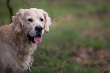 Portrait of dog breed Golden Retriever