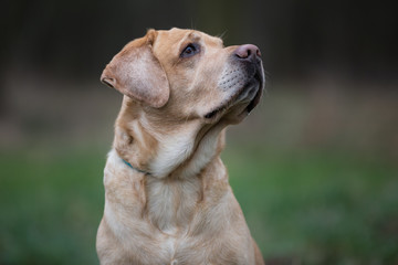 Portrait of dog breed Labrador Retriever